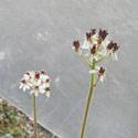 Saxifraga punctata. A small white flower with a large green center.